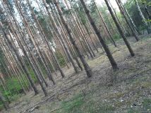 Działka rekreacyjna Kruczy Borek. Zdjęcie 2