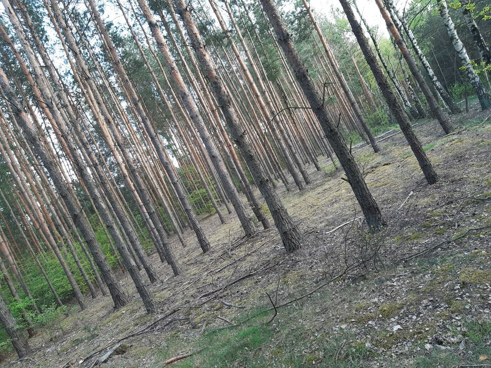 Działka rekreacyjna Kruczy Borek. Zdjęcie 3