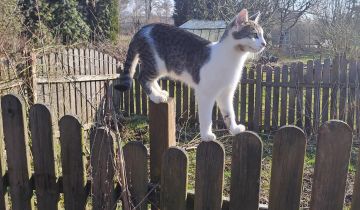 dom wolnostojący, 3 pokoje Niepołomice Pasternik, ul. Portowa