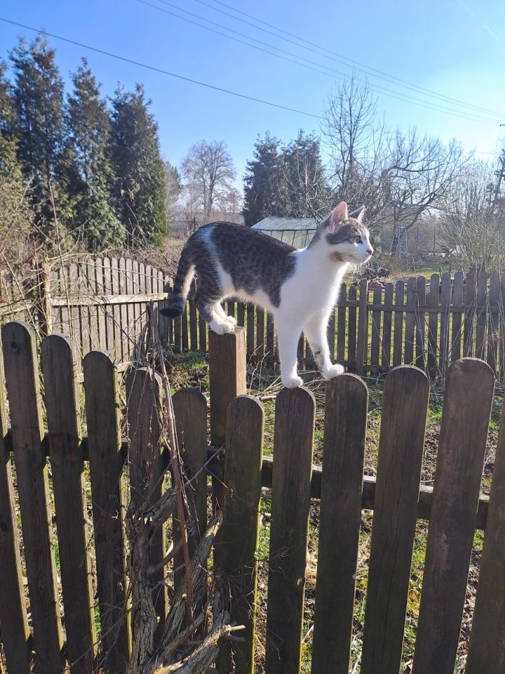 dom wolnostojący, 3 pokoje Niepołomice Pasternik, ul. Portowa. Zdjęcie 2