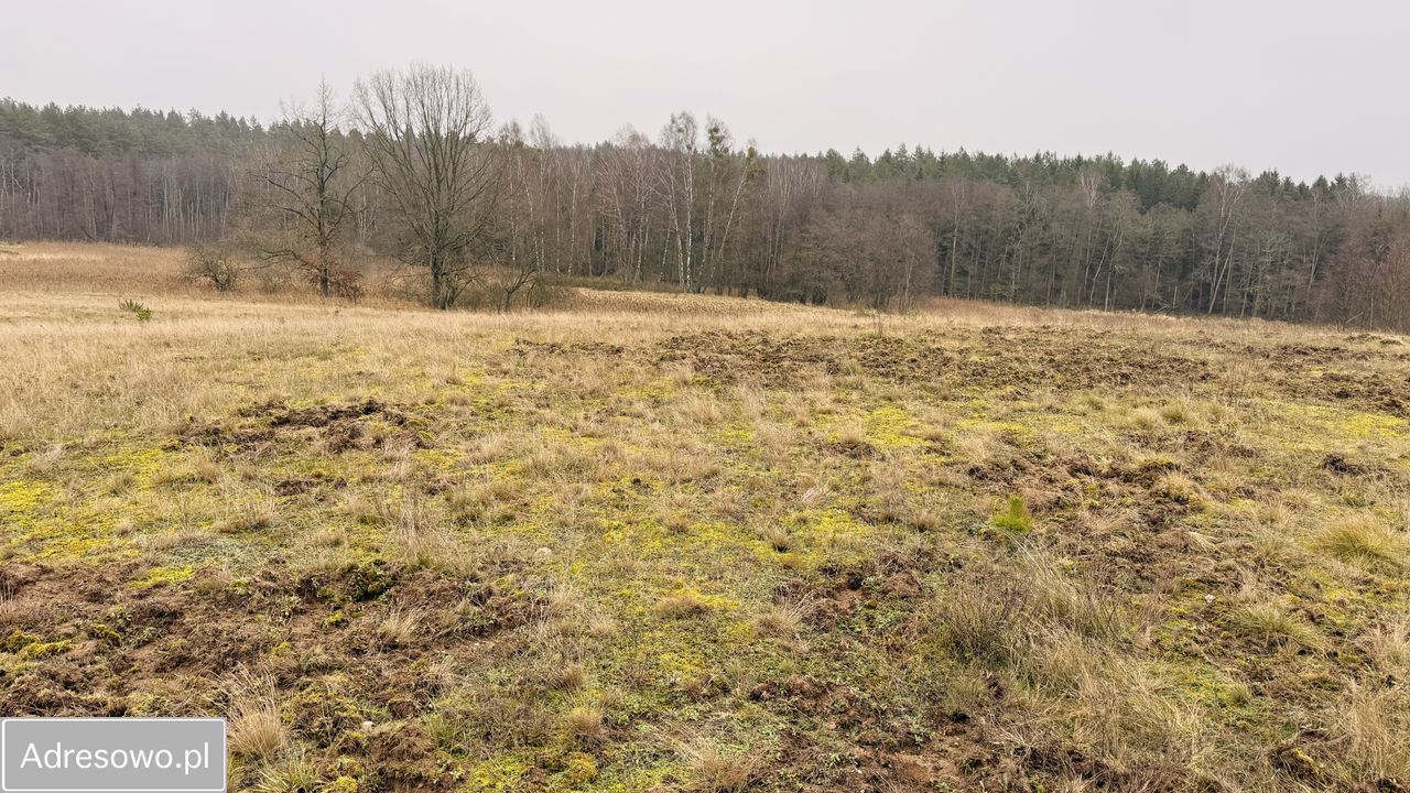 Działka rolna Przydargiń. Zdjęcie 7