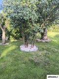 Działka rod Kalisz Szczypiorno, ul. Poranna. Zdjęcie 4