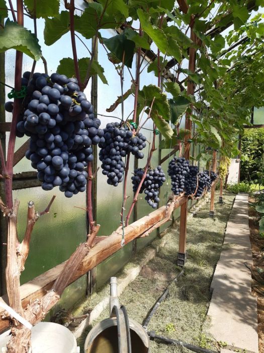 Działka rod Gdynia Oksywie, ul. Zielona. Zdjęcie 4