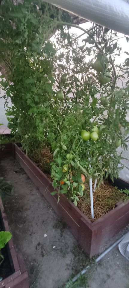 Działka rod Kielce Biesaki, ul. Biesak. Zdjęcie 2