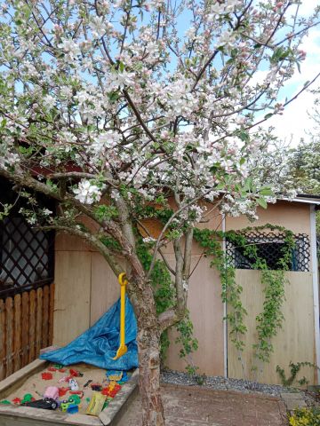 Działka rod Tychy. Zdjęcie 1