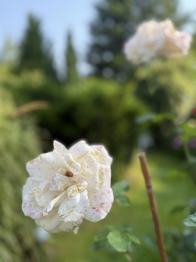 Działka rod Prawda. Zdjęcie 26