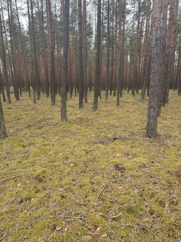 Działka leśna Chłopowy. Zdjęcie 1