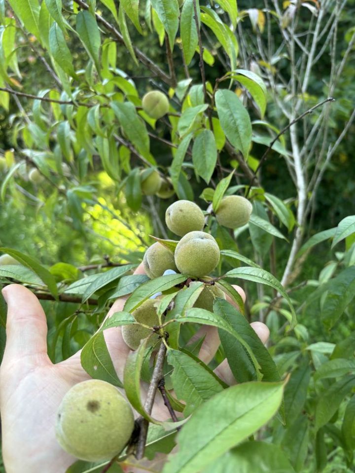Działka rod Łask Kolumna. Zdjęcie 4