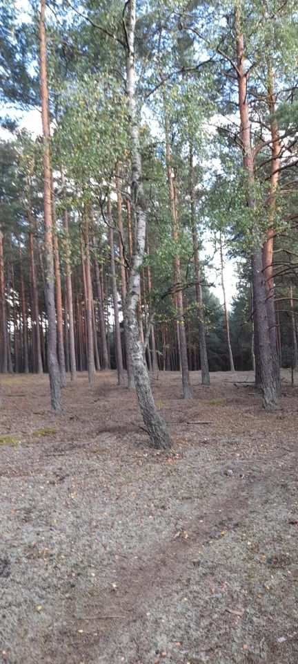 Działka leśna Owink. Zdjęcie 11