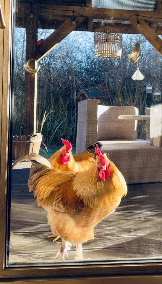 dom wolnostojący, 4 pokoje Kijany Kijany Kościelne. Zdjęcie 41