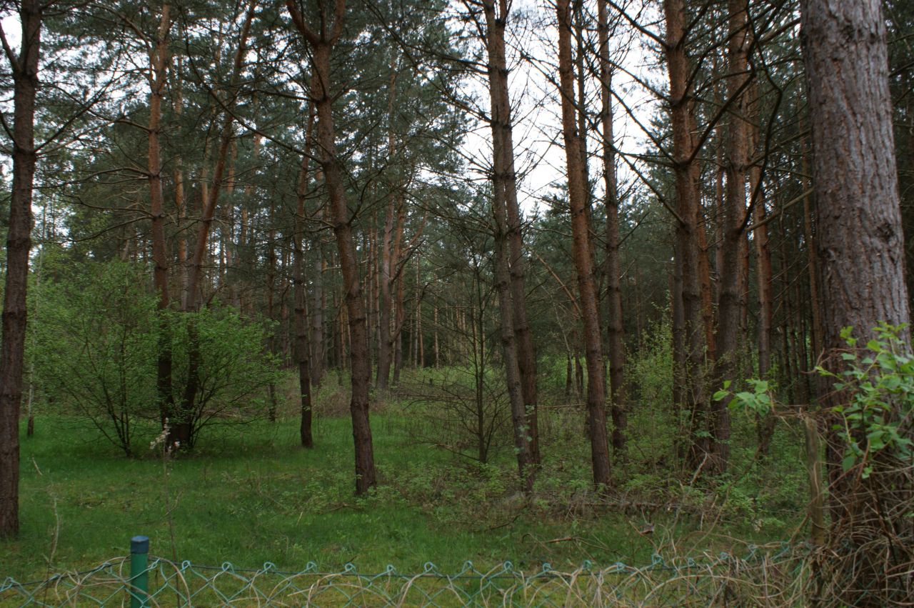 Działka rekreacyjna Czerwona Wola Myszkówka. Zdjęcie 8