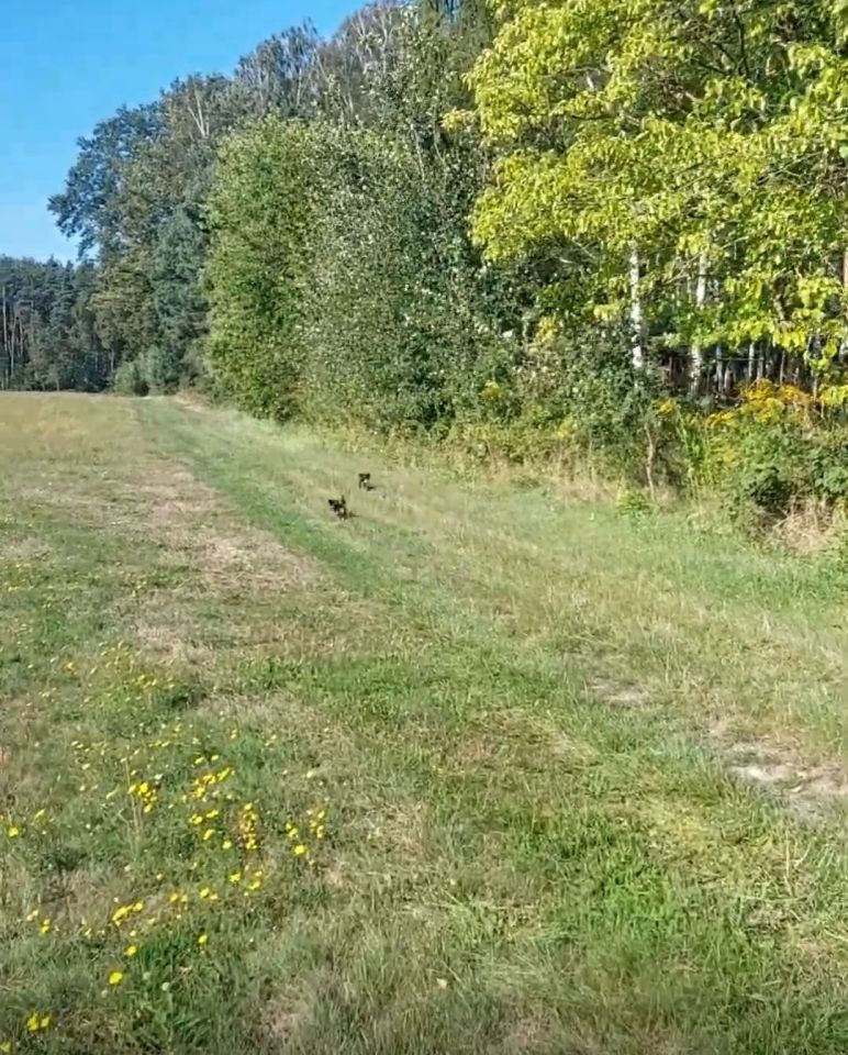 Działka rolno-budowlana Orpelów. Zdjęcie 5