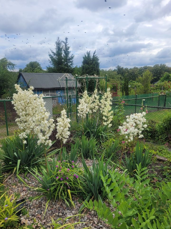 Działka rod Tczew, ul. Targowa. Zdjęcie 9