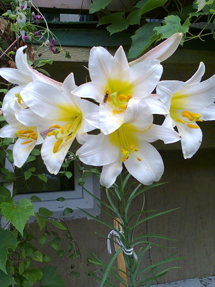 Działka rekreacyjna Częstochowa Błeszno, ul. Kusocińskiego. Zdjęcie 24