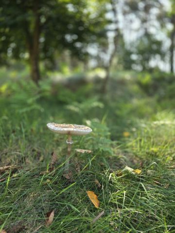 Działka budowlana Czarże. Zdjęcie 5