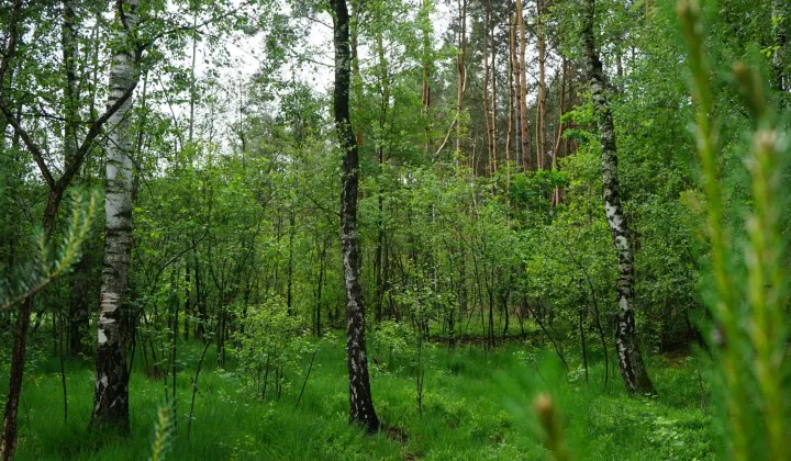 Działka leśna Rzgów