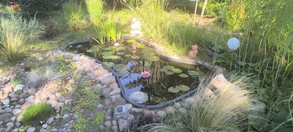 Działka Dąb Polski. Zdjęcie 4