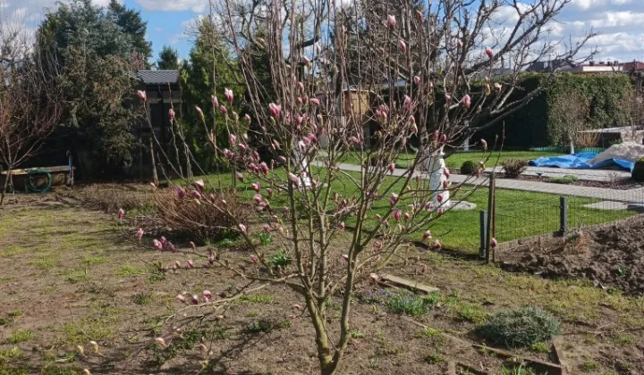 Działka rod Leszno Leszczynko, brak