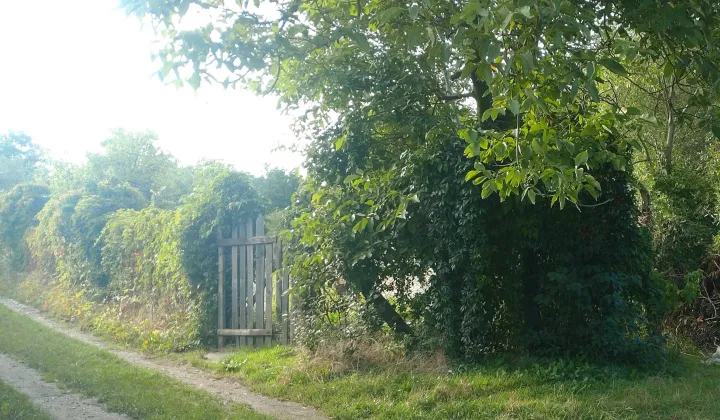 Działka rod Legnica, ul. Działkowa