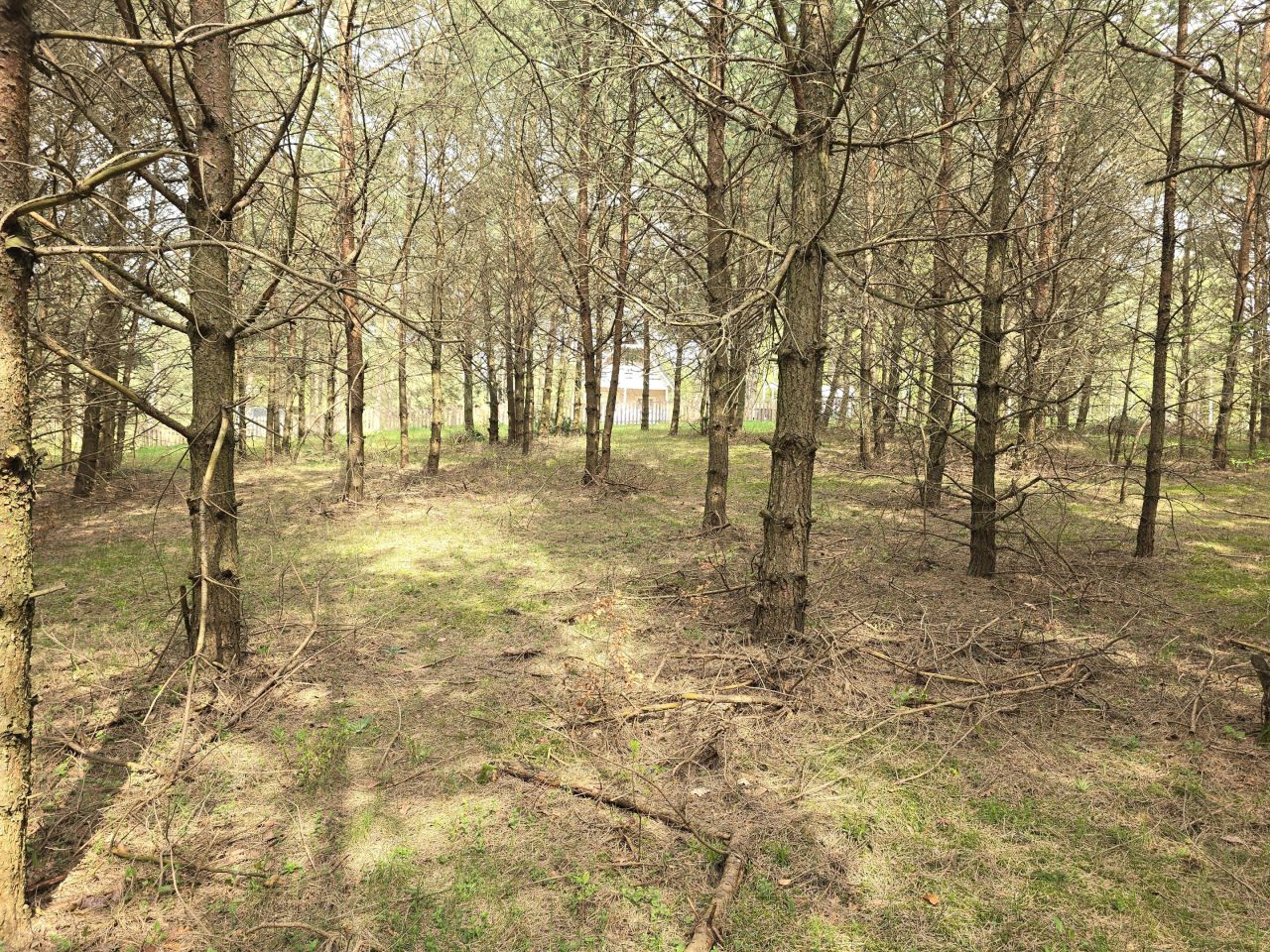 Działka leśna Ruś. Zdjęcie 12