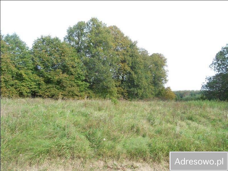 Działka siedliskowa Skolity. Zdjęcie 8