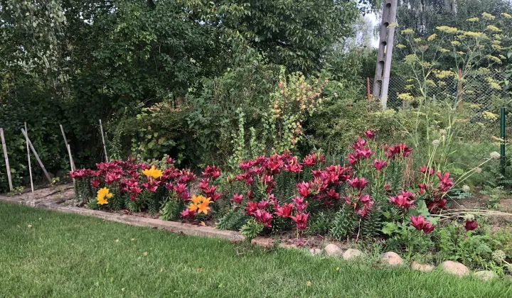 Działka rod Warszawa Mokotów, ul. Łucznicza