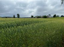 Działka budowlana Rumunki Witkowskie. Zdjęcie 4