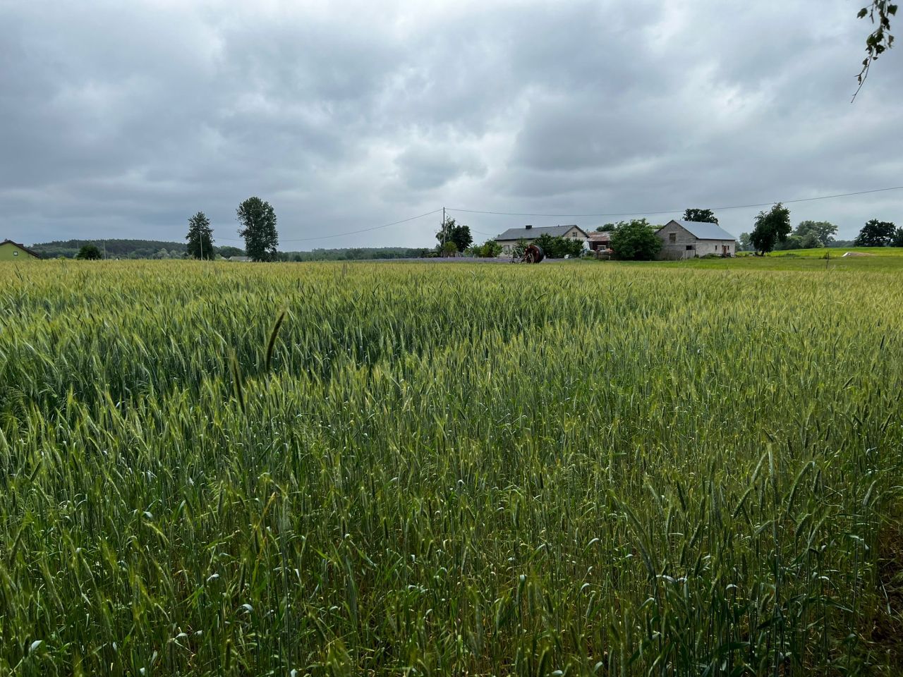 Działka budowlana Rumunki Witkowskie. Zdjęcie 5