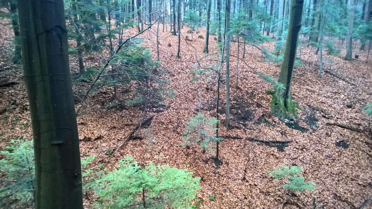 Działka leśna Kobylany. Zdjęcie 4