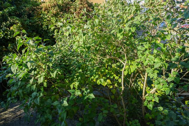 Mieszkanie 4-pokojowe Szczecin Dąbie. Zdjęcie 17