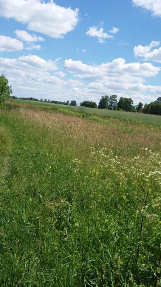 Działka rolno-budowlana Laskowizna. Zdjęcie 2