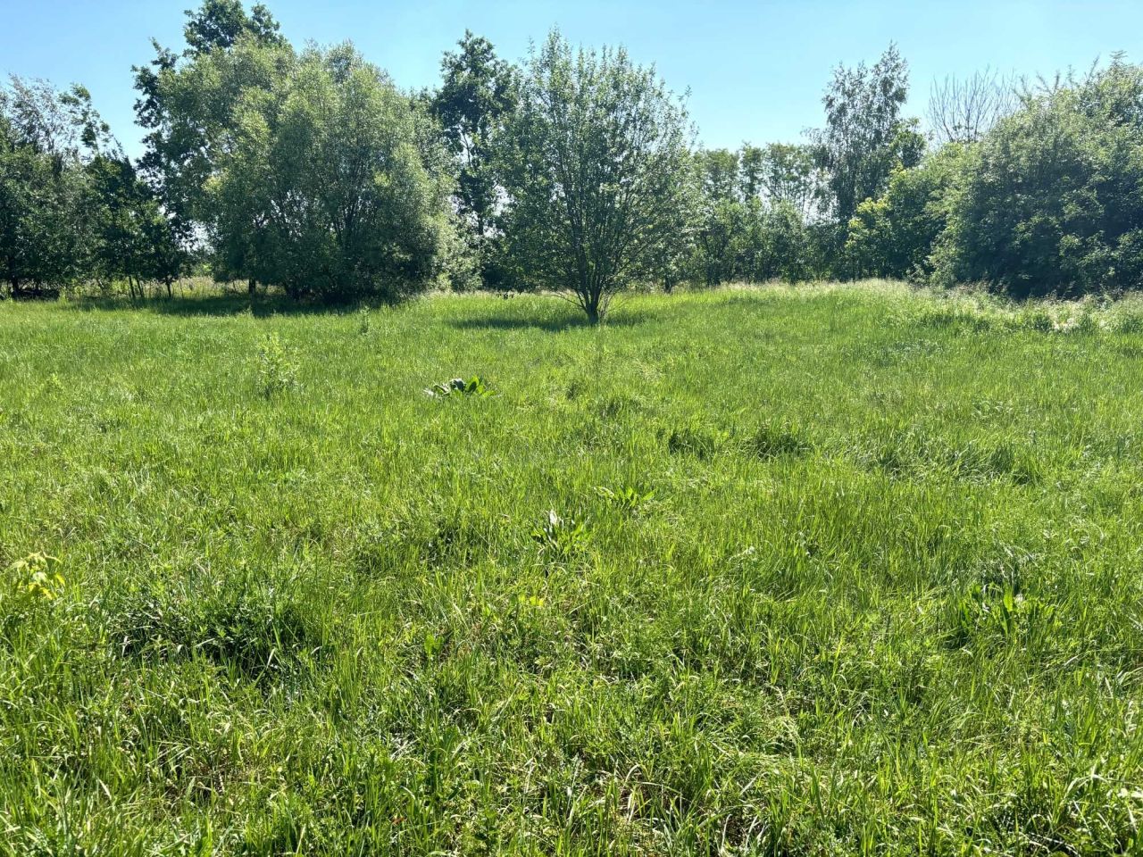 Działka rolno-budowlana Barcice Drwalewskie. Zdjęcie 1