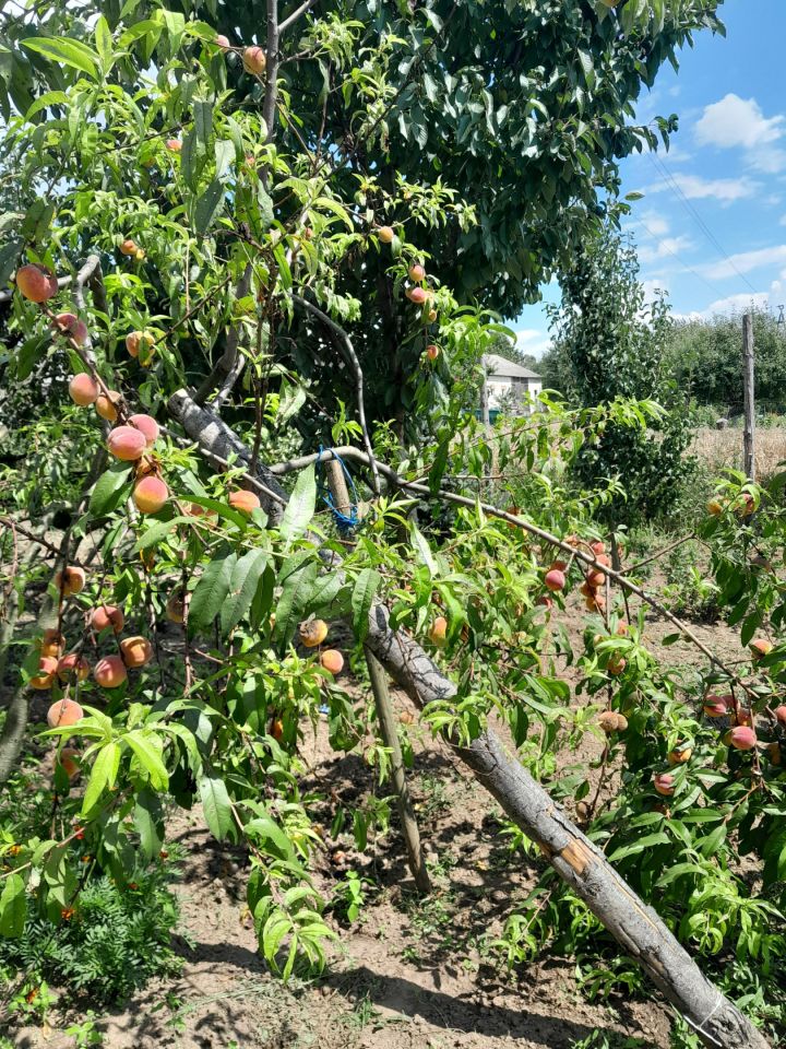 dom wolnostojący, 5 pokoi Grabowiec-Góra. Zdjęcie 13