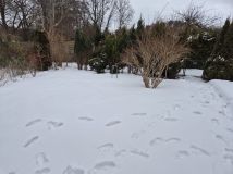 Działka rod Ustka, ul. Polna. Zdjęcie 1