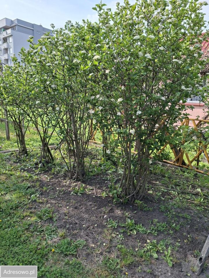 Działka rod Białystok Piasta, ul. Piasta. Zdjęcie 5