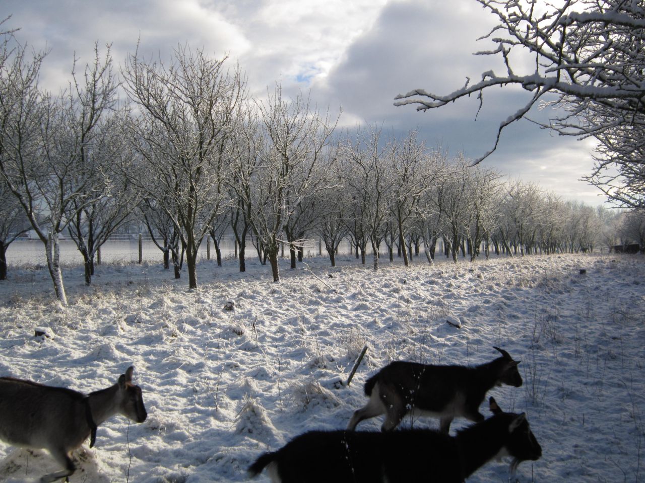 Działka rolno-budowlana Jarszewo. Zdjęcie 17