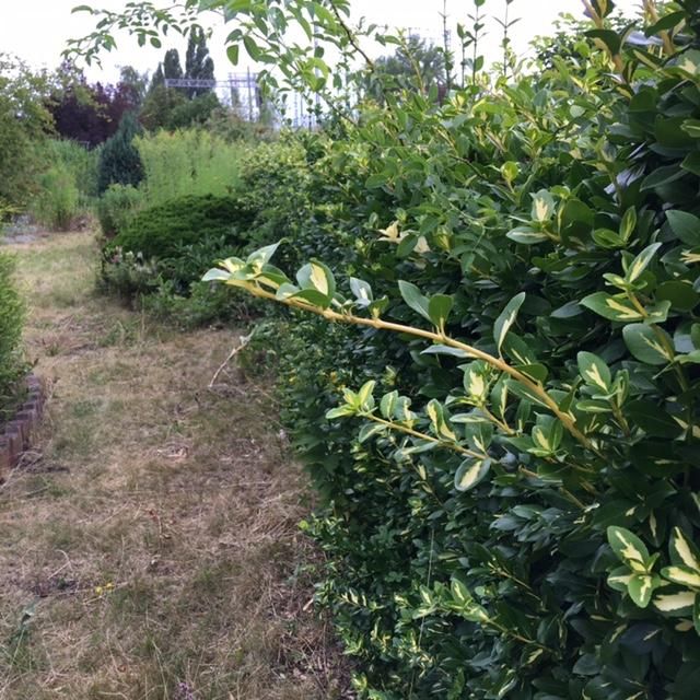 Działka rod Wrocław Stare Miasto, ul. Góralska. Zdjęcie 19