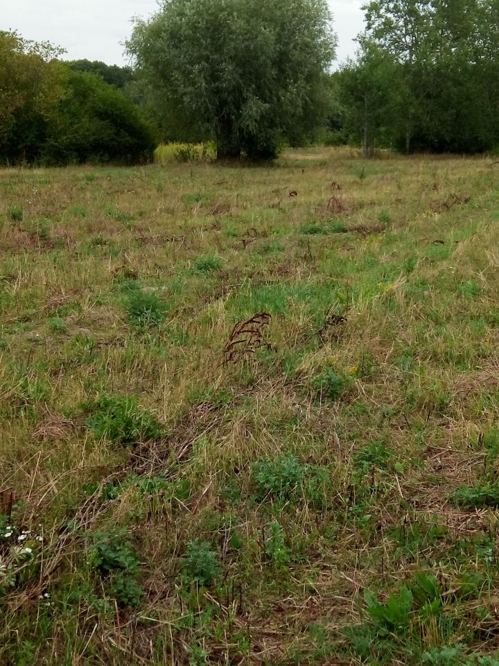 Działka rolno-budowlana Janów. Zdjęcie 10