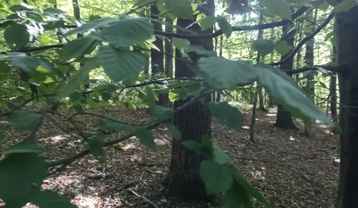 Działka leśna Łużna, Wjazd od Szalowa