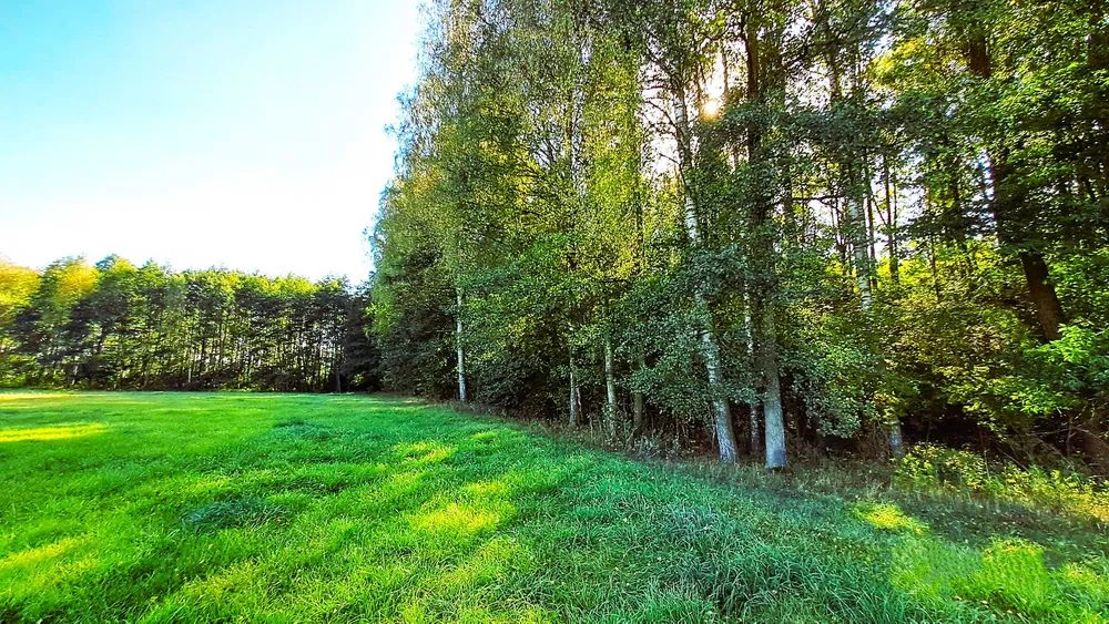 Działka rolno-budowlana Serski Las. Zdjęcie 6