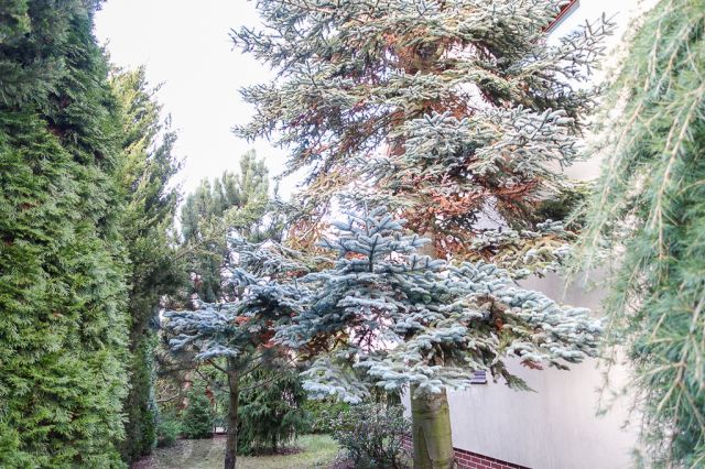 dom wolnostojący, 4 pokoje Szczecin Gumieńce, ul. Tyniecka. Zdjęcie 19