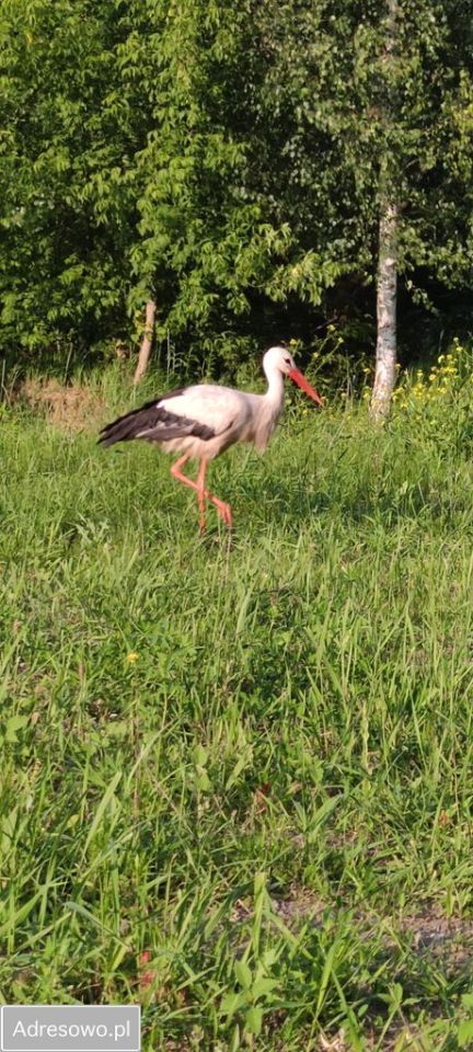Działka budowlana Otwock, ul. Gabriela Narutowicza. Zdjęcie 7