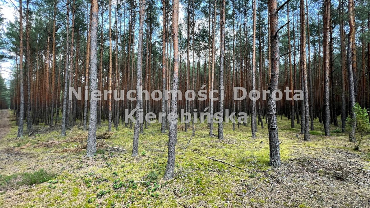 Działka rekreacyjna Inowłódz. Zdjęcie 6