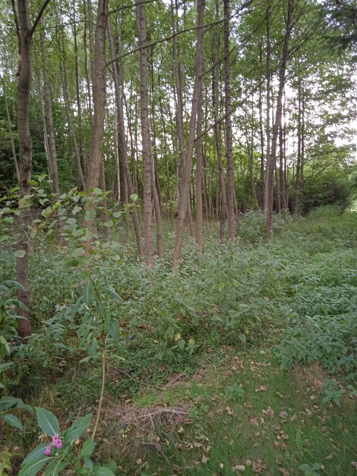 Działka budowlana Błędowa Tyczyńska. Zdjęcie 5