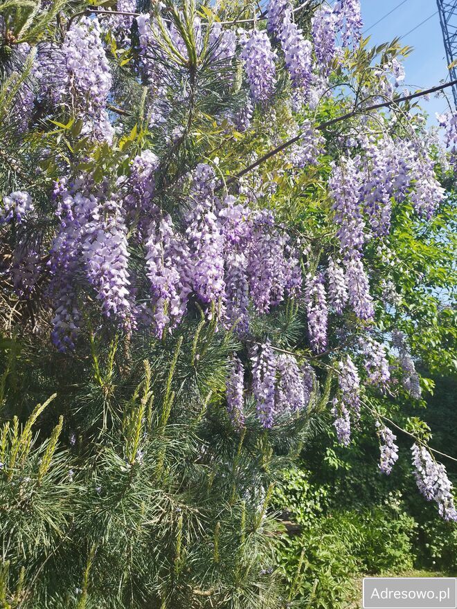 Działka rod Warszawa Mokotów, ul. Truskawkowa. Zdjęcie 8