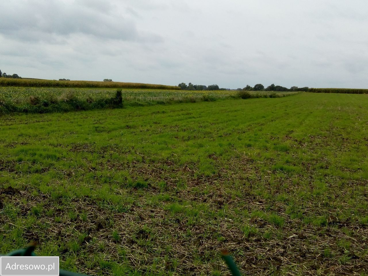 Działka siedliskowa Piotrowice Kolonia. Zdjęcie 4