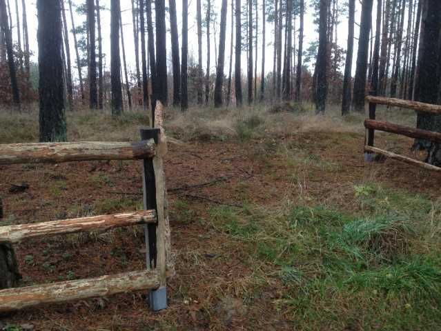 Działka leśna Borek Kamienny. Zdjęcie 8