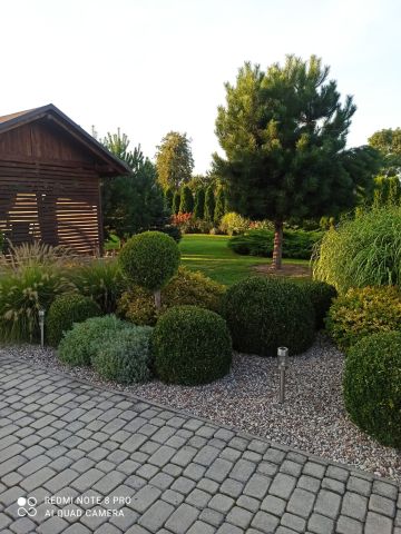 gospodarstwo, 7 pokoi Kumów Majoracki, Kumów Majoracki. Zdjęcie 3