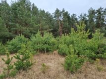 Działka leśna Pcin. Zdjęcie 3