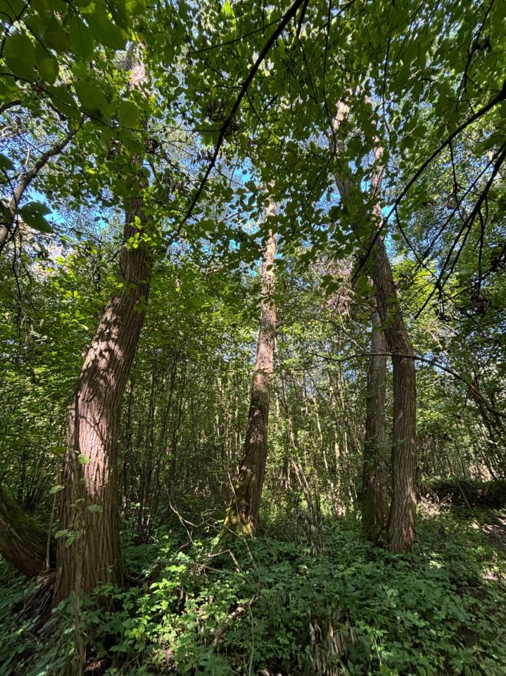 Działka rolna Góry Wysokie. Zdjęcie 7